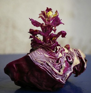 red cabbage red cabbage