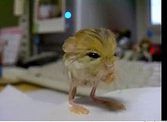 The Pygmy Jerboa